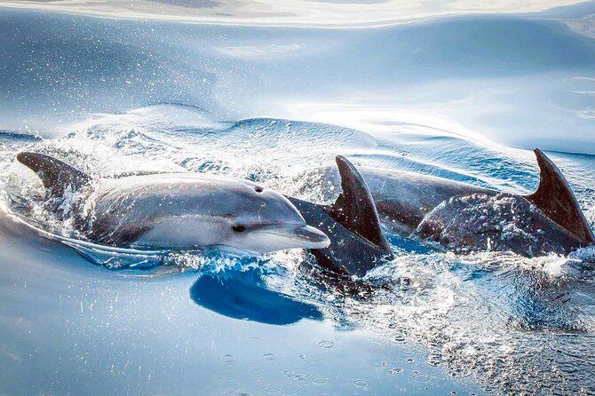 Magic Dolphin Sea Safaris - Who should book Magic Dolphin Sea Safaris?