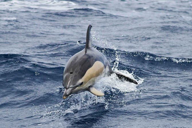 Magic Dolphin Sea Safaris - Why the second-trip promise matters