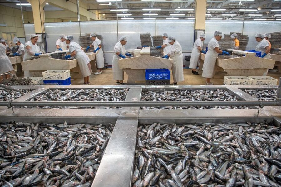 Matosinhos: Conservas Pinhais Factory Tour - Should you book the Conservas Pinhais tour?