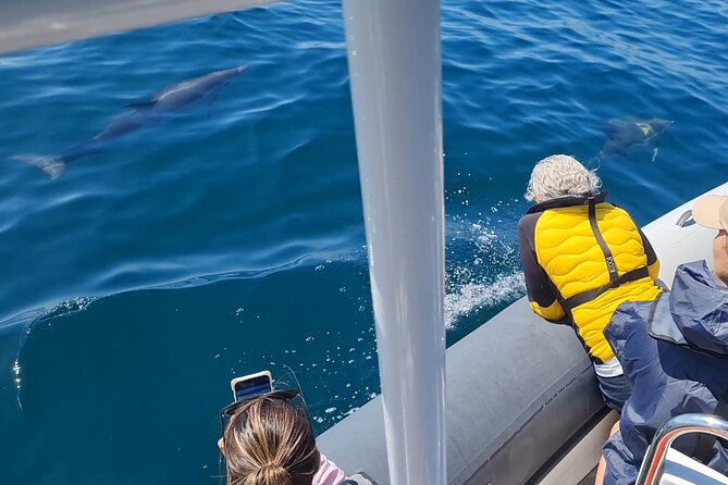 Meet the Lisbon Dolphins - Dolphin Watching in Lisbon - Finding dolphins, then learning how to watch them