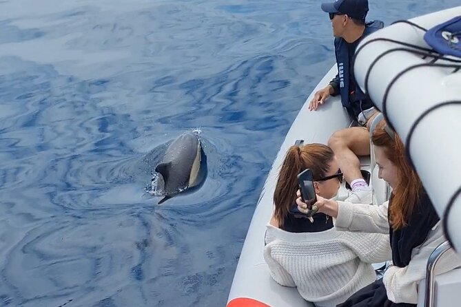 Meet the Lisbon Dolphins - Dolphin Watching in Lisbon - The guide makes the difference