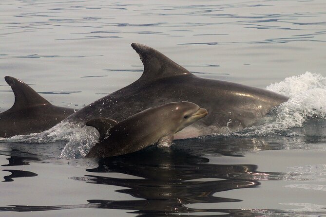 Meet the Lisbon Dolphins - Dolphin Watching in Lisbon - Is $78.61 a fair price?