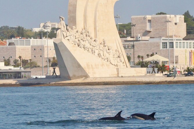 Meet the Lisbon Dolphins - Dolphin Watching in Lisbon - What the four-hour possibility means