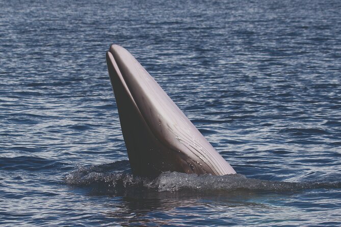 NEW Lagos-Watching Dolphins and Benagil Cave with Biologists - Why this Lagos boat trip works so well