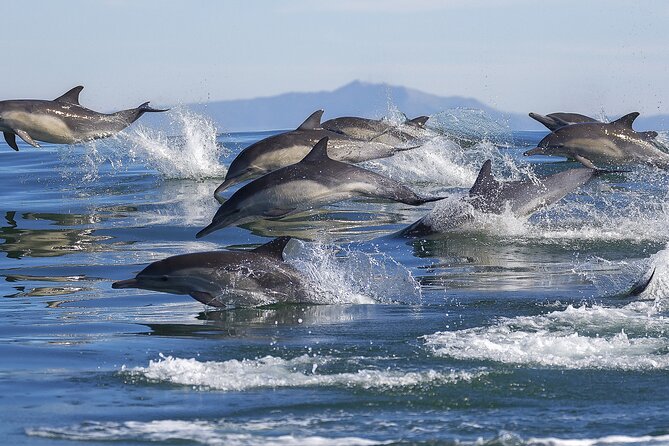 NEW Lagos-Watching Dolphins and Benagil Cave with Biologists - The offshore search for dolphins
