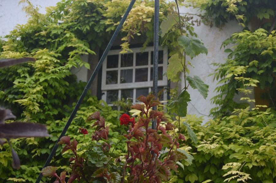 Óbidos: Medieval Tales & Secrets Spots Guided Walking Tour - Price, pace, and practical comfort