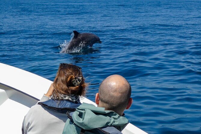 Observation of Dolphins and Whales with Marine Biologist in Arrábida - Searching for Dolphins in Arrábida Natural Park