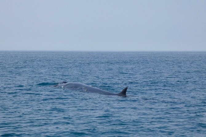 Observation of Dolphins and Whales with Marine Biologist in Arrábida - Swimming in Arrábida’s Clear Water
