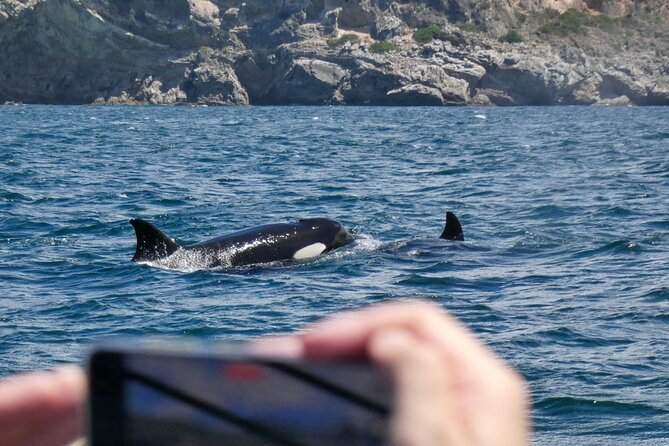 Observation of Dolphins and Whales with Marine Biologist in Arrábida - How Much Value Do You Get for $66.54?
