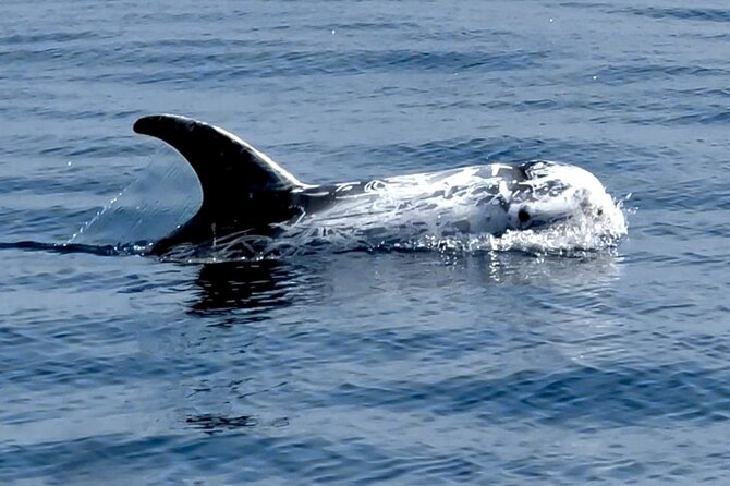 Observation of Dolphins and Whales with Marine Biologist in Arrábida - Timing, Weather, and Practical Details