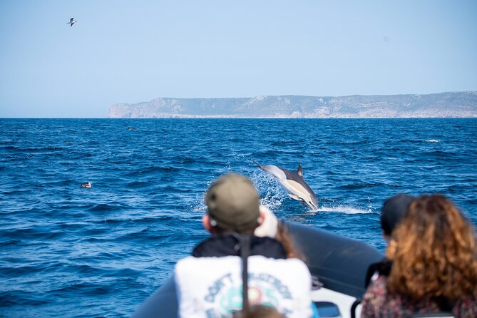 Observation of Dolphins and Whales with Marine Biologist in Arrábida - Who Will Enjoy This Morning Most?