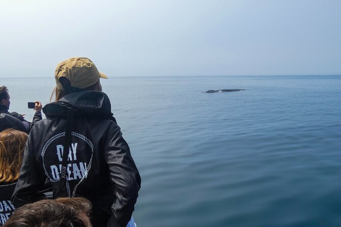 Observation of Dolphins and Whales with Marine Biologist in Arrábida - What Makes the Marine Biologist Useful
