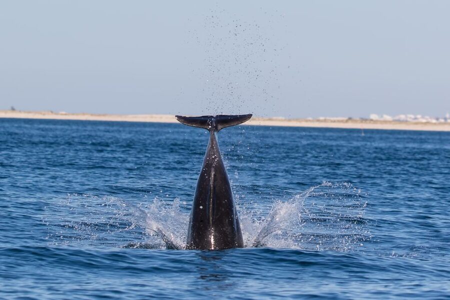Olhão: Dolphin Observation - Setting out from Olhão and the Ria Formosa