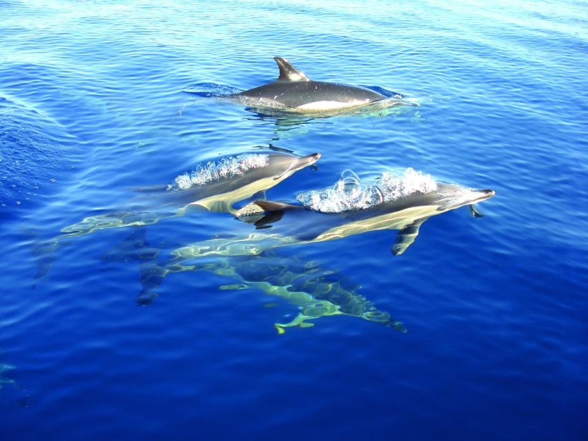 Olhão: Dolphin Observation - What the dolphin sighting can be like