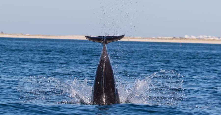 Olhão: Dolphin Observation - Boat comfort, weather, and seasickness