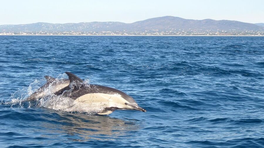 Olhão: Dolphin Observation - Searching for dolphins in open water