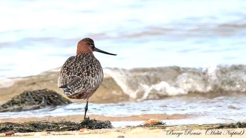 Olhão: Ria Formosa 3 Islands Guided Day Trip by Boat - Culatra: the trip’s most distinctive stop