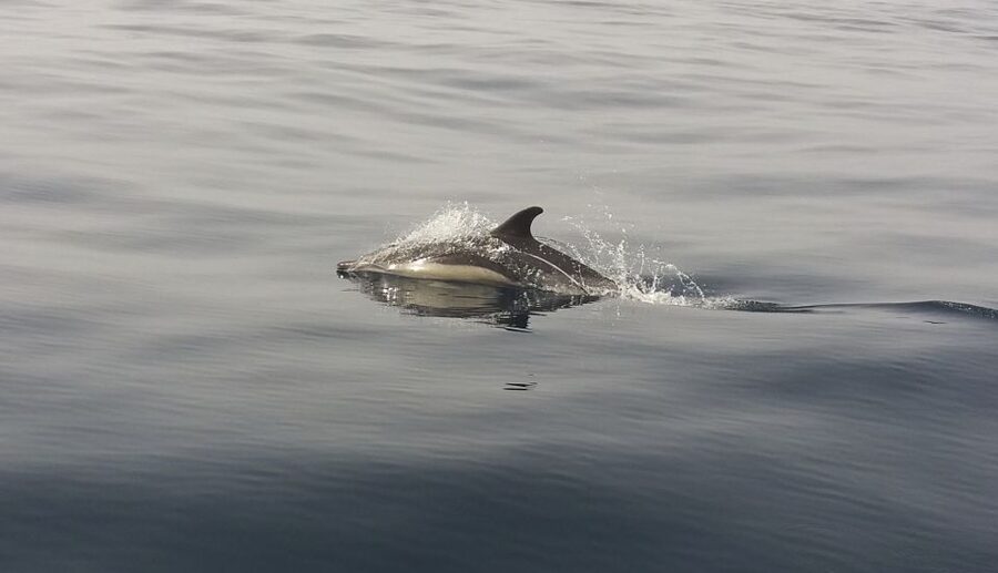 Peniche: Dolphin Route Boat Trip - Key points to know before you go