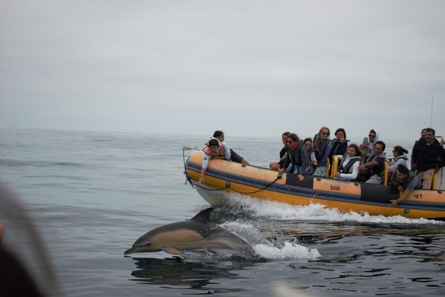 Peniche: Dolphin Route Boat Trip - Is $53 a fair price for two hours?