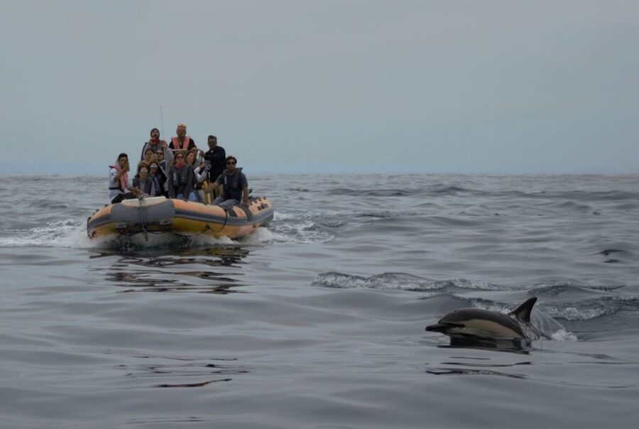 Peniche: Dolphin Route Boat Trip - Should you book the Peniche Dolphin Route?
