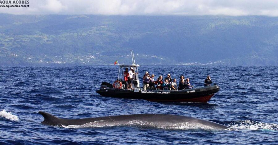 Pico Island: Azores Whale & Dolphin Watching on Zodiac Boat - Key points to know before you book