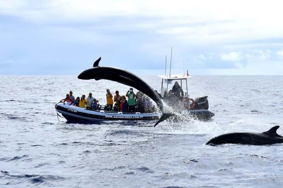 Pico Island: Azores Whale & Dolphin Watching on Zodiac Boat - Guides turn sightings into understanding