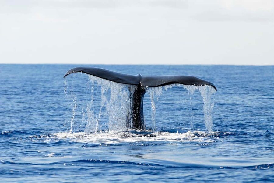 Pico Island: Azores Whale & Dolphin Watching on Zodiac Boat - A careful approach protects the animals