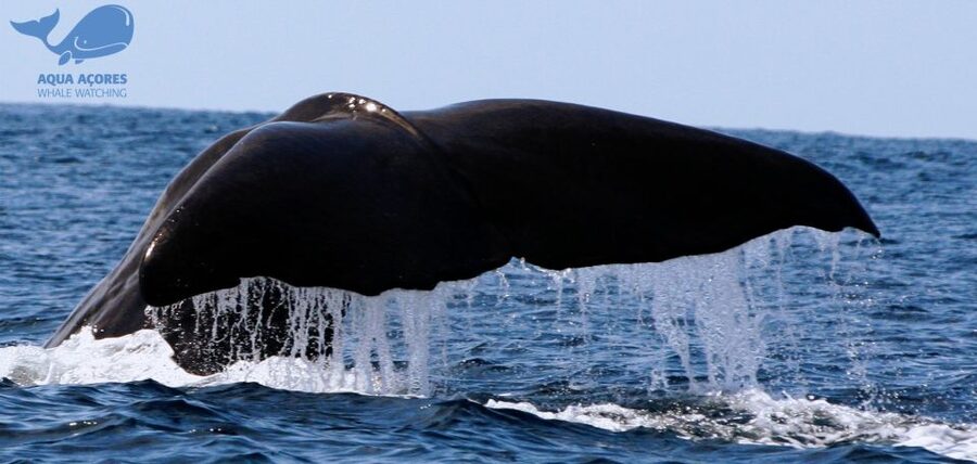 Pico Island: Azores Whale & Dolphin Watching on Zodiac Boat - The 10-minute safety briefing matters