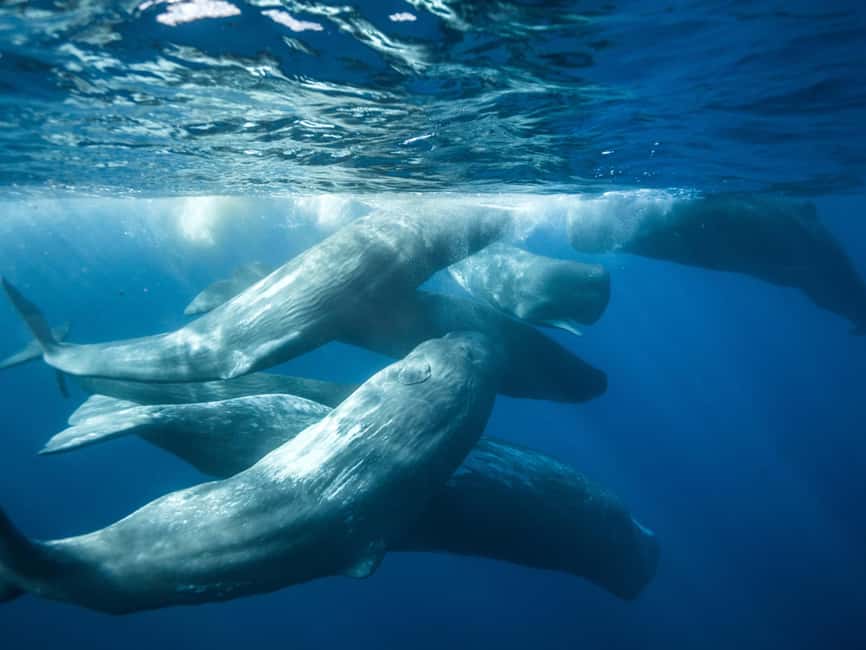 Pico Island: Whale Watching Experience from Lajes - Why Pico is such a strong place for whale watching