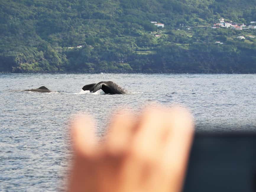 Pico Island: Whale Watching Experience from Lajes - FAQ