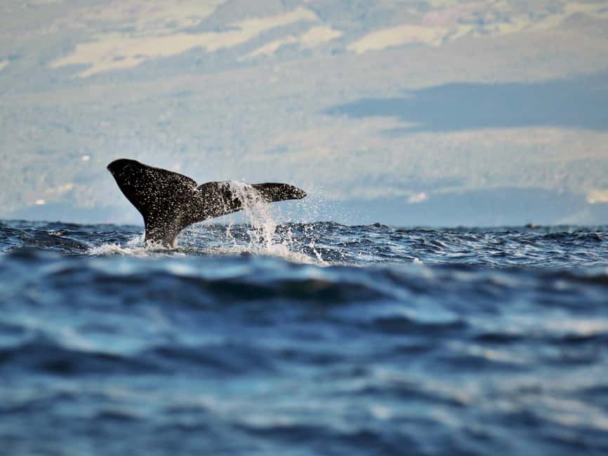 Pico Island: Whale Watching Experience from Lajes - Checking in at Lajes do Pico