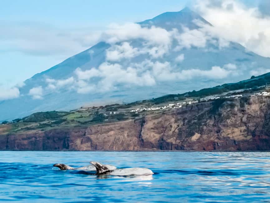 Pico Island: Whale Watching Experience from Lajes - About 2 hours and 45 minutes searching at sea