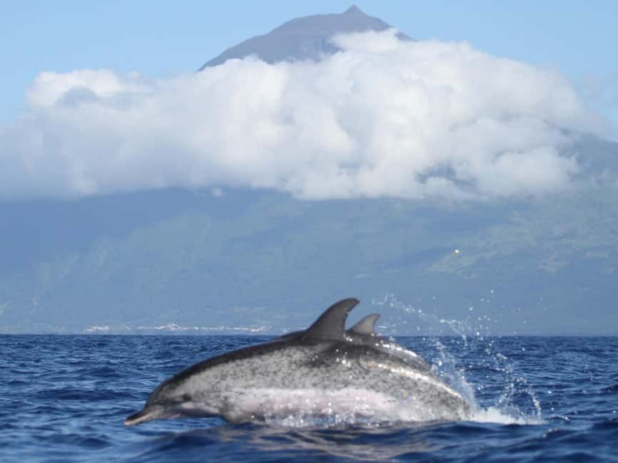 Pico Island: Whale Watching Experience from Lajes - What you might see from the boat