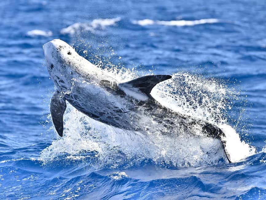 Pico Island: Whale Watching Experience from Lajes - Responsible viewing is a real part of the experience