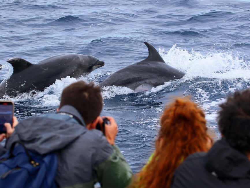 Pico Island: Whale Watching Experience from Lajes - What the $68 price includes