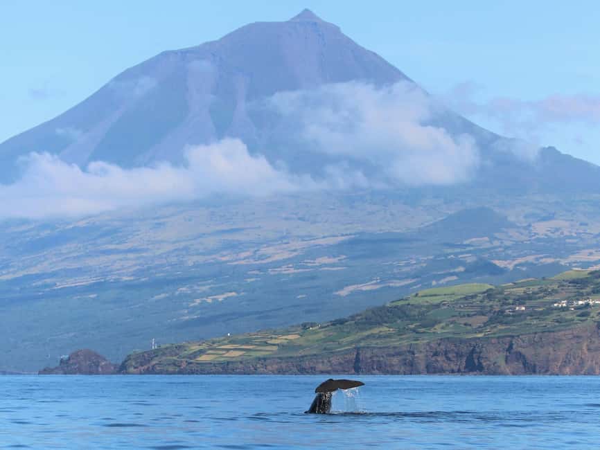 Pico Island: Whale Watching Experience from Lajes - Who should book this Pico boat trip