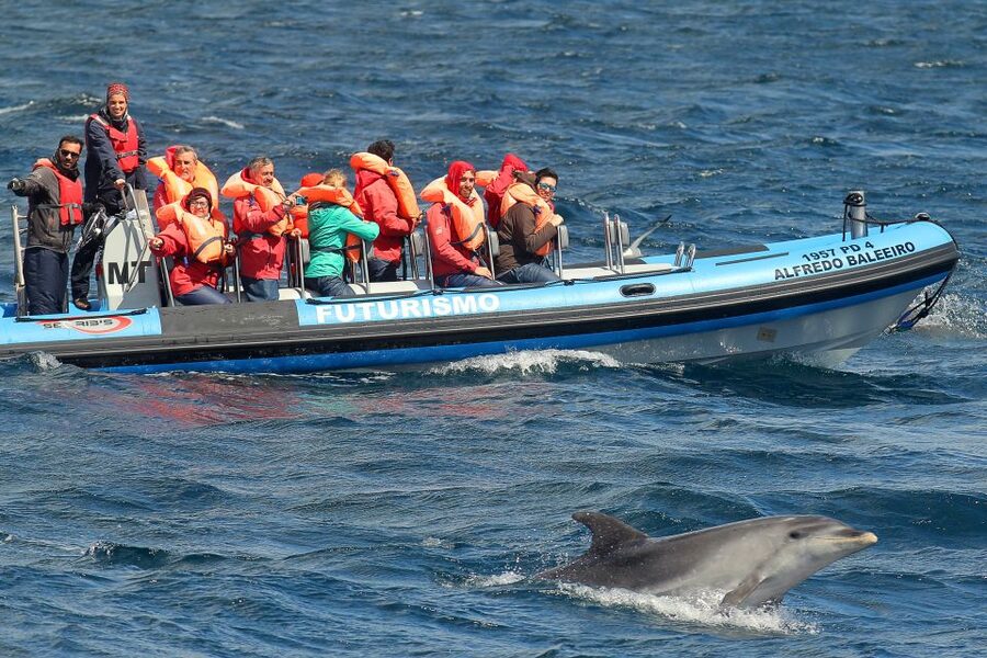 Pico Island: Whale Watching Experience from Lajes - Small details that can improve your day
