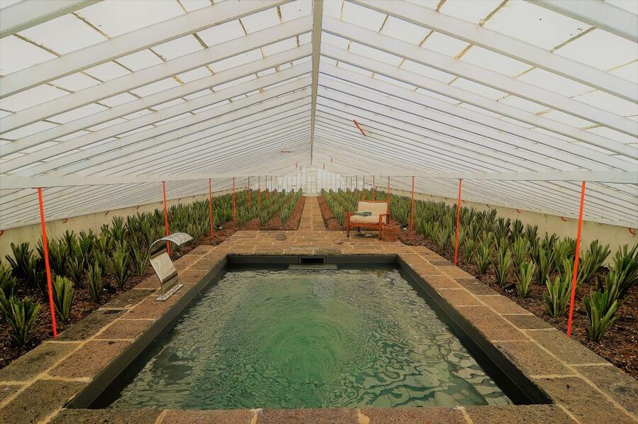 Ponta Delgada: Greenhouse Hot Tube with Pineapple Tour - A hot pool in the middle of São Miguel pineapples