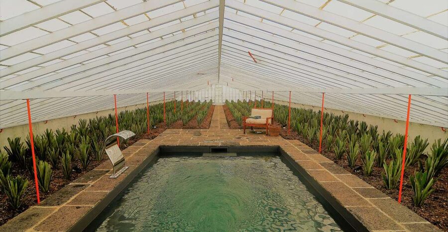 Ponta Delgada: Greenhouse Hot Tube with Pineapple Tour - What happens between 3pm and 5pm