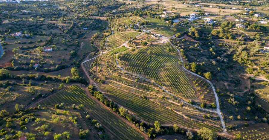 Porches: Algarve Vineyard Tour and Wine Tasting Experience - Key points to know before you book