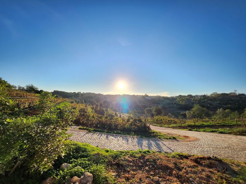 Porches: Algarve Vineyard Tour and Wine Tasting Experience - A family vineyard between Algarve beaches and hills