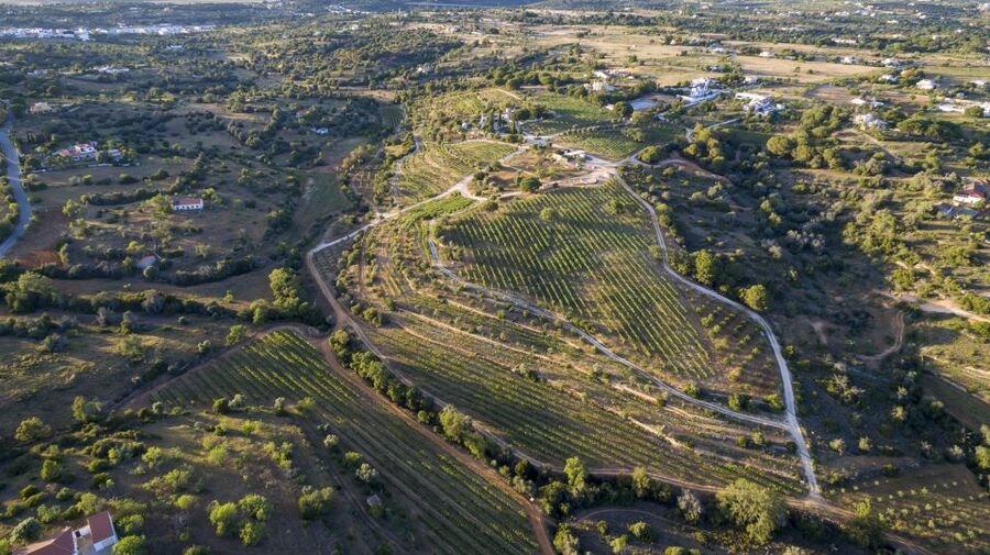 Porches: Algarve Vineyard Tour and Wine Tasting Experience - The short walk through Quinta dos Capinhas