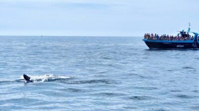 Benagil Caves & Dolphins Watching with Biologist