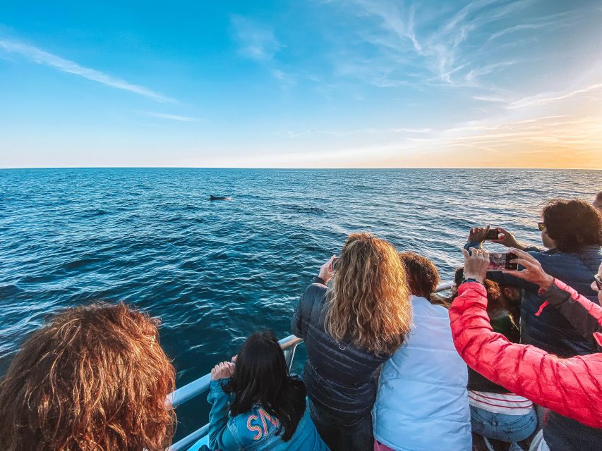 Portimão: Benagil Caves & Dolphins Watching with Biologist - Comfort, Safety, and Access