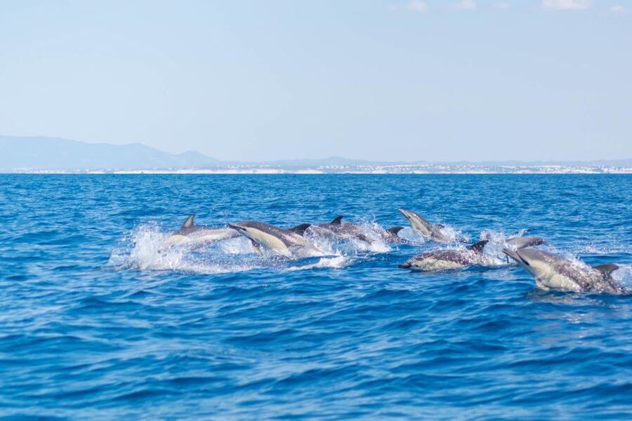 Portimão: Benagil Caves & Dolphins Watching with Biologist - Is $47 Good Value?