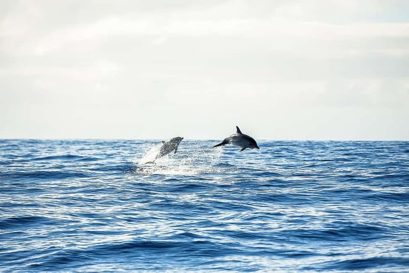 Portimão: Benagil Caves Speed Boat Tour with Sunset Option - Is $23 Good Value?