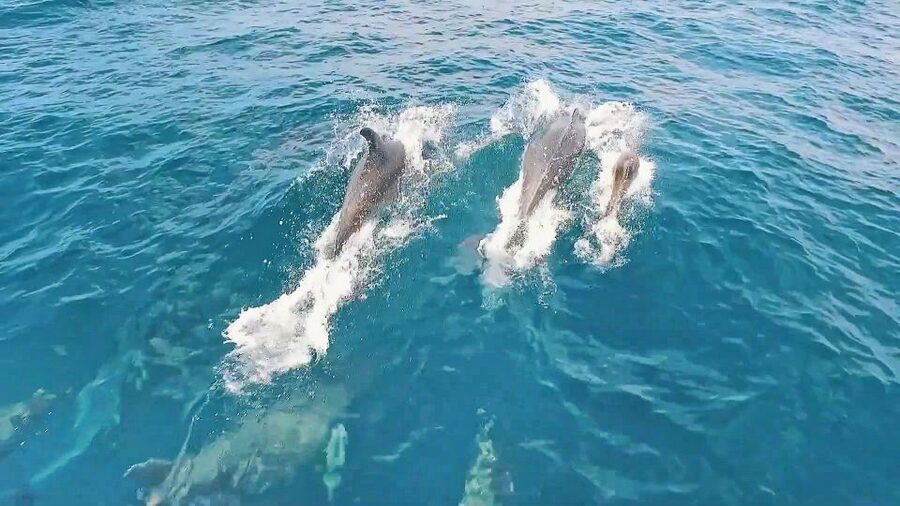 Portimão: Benagil Sea Caves Speedboat Adventure Tour - How the ride feels in real conditions