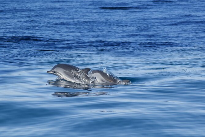 Portimão:Embark on Nature•Benagil and Dolphins•Biologist on board - Algar Seco and the cliff route