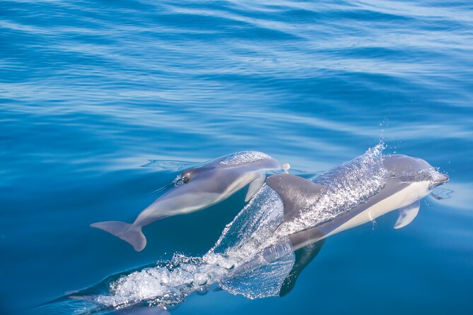 Portimão:Embark on Nature•Benagil and Dolphins•Biologist on board - Alfanzina Lighthouse and Praia da Marinha