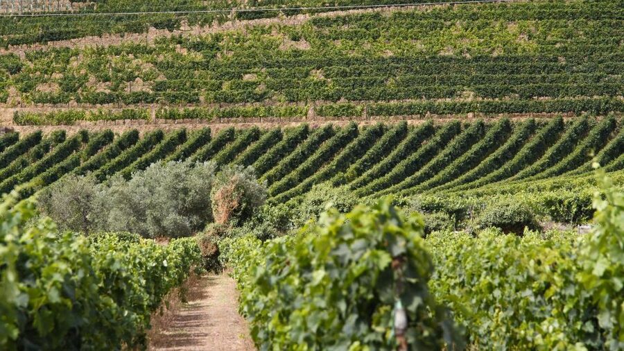 Porto: Douro Valley Tour at 2 Wineries with Lunch and Cruise - What $139 includes, and where the value lies